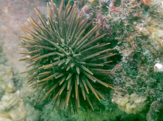 Naklejka na ściany i meble Purple Spined Sea Urchin