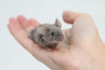Little pet: mouse on arm. Long haired decorative little mouse. Home animal, fun pet. Cute mice. Bicolor splashed mouse on white background. Decorative satin mouse. Photo of mice, pet. Animal and hand