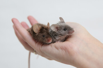 Little pet: mice on arm. Long haired decorative little mouse. Home animal, fun pet. Cute mice. Bicolor splashed mouse on white background. Decorative satin mouse. Photo of mice, pet. Animal and hand