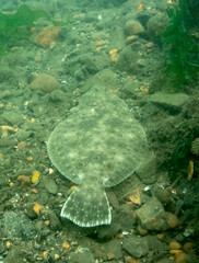 Summer Flounder