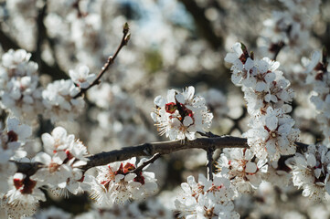White cherry blossoms in spring sun. Selective focus of Beautiful cherry blossom. Beautiful cherry blossom background. Blossoming branches of a cherry tree in sunlight, against a blue sky.