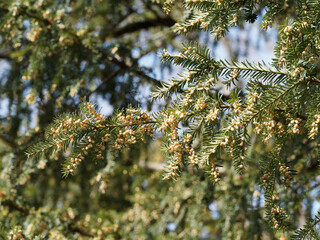 Taxus baccata - Common yew branches with flat dark green leaves in rows aligned on stems and bearing a lot of little brown scaly seed cones sheding their pollen in early spring 
