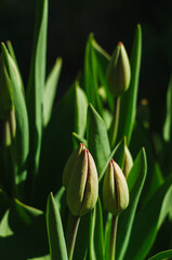Background image of tulip. Buds of tulips with fresh green leaves, blurred background, place for text. Green floral background.