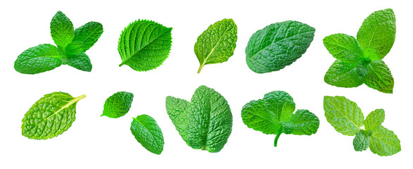Mint leaves Collection. Fresh Melissa leaf set isolated on white background.