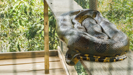 Large Anaconda on wooden platform in the cage - Iquitos Peru