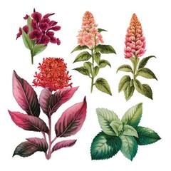 Naklejka premium set of flowers isolated