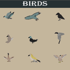 Obraz premium Set of different birds vector file