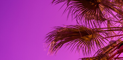Surreal background pink palm branches against pink, purple sky, background, texture, close up....