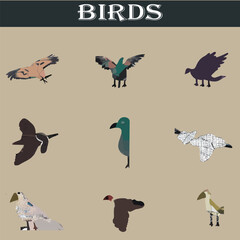 Set of different birds vector file