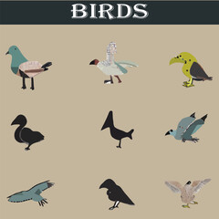 Set of different birds vector file