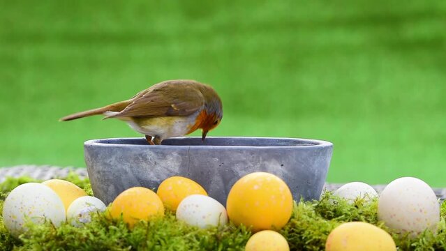 Robin redbreast pecking bird food. Easter eggs decoration.