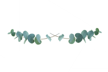 Eucalyptus isoliert on transparent background. Flower garland of eucalyptus branches. Top view flat lay. Background for wedding concepts with space for text. PNG image.