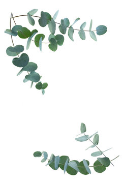 Eucalyptus isoliert on transparent background. Flower garland of eucalyptus branches. Top view flat lay. Background for wedding concepts with space for text. PNG image.
