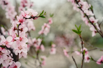 Blossoming peach tree branches, the background blurred. Peach blossom in spring. branches in full bloom.
