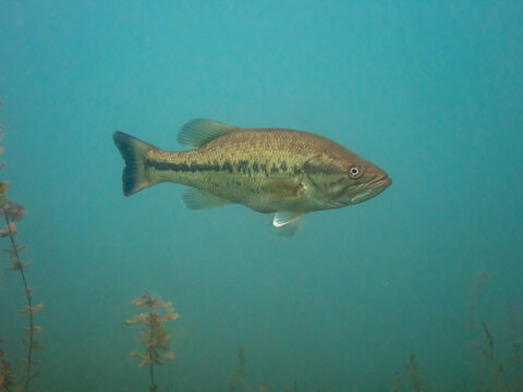 Largemouth Bass