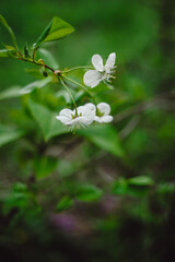 Closeup of white cherry blossom on green blurred background. Cherry tree flowers. Spring time nature background with flowers. Place for text
