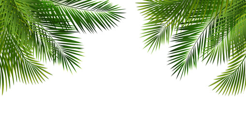 Fototapeta na wymiar Green Palm Leaf Frame And Isolated White Background