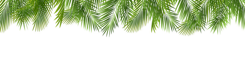 Green Palm Leaf Frame Isolated White Background