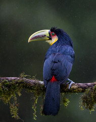 Red-breasted Toucan portrait on mossy stick on rainy day against dark green background