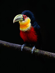 Red-breasted Toucan portrait on stick on rainy day against black background