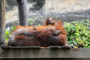 Wonderful Orangutan Mother and her Lovely Baby in Thailand