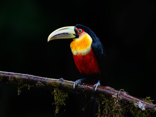 Red-breasted Toucan portrait on mossy stick on rainy day against black background