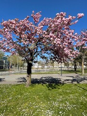 blooming tree