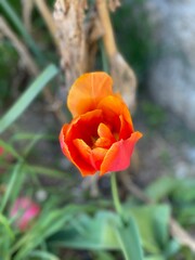 red tulip flower