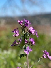 flowers in the field