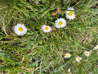 daisies in the grass