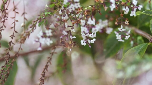video of bees taking pollen from the flowers of a plant. Concept of animal life, nature.