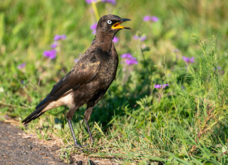 Pied starling, photographed in South Africa.  Rietvlei Nature Reserve.