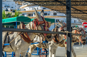 Donkeys in the town of Mijas, Andalusia, southern Spain