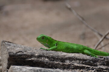 green iguana