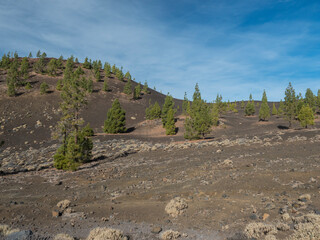 Mountains and lava fields around volcano Teide, partly covered by the pine tree forest. Bright blue sky. Volcanic landscape at El Teide National Park, Tenerife, Canary Islands, Spain