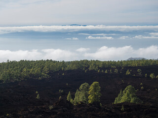 Fototapeta na wymiar Volcanic landscape with lava fields partly covered by the pine tree forest above clouds with silhoutte of La gomera Island. El Teide National Park, Tenerife, Canary Islands, Spain