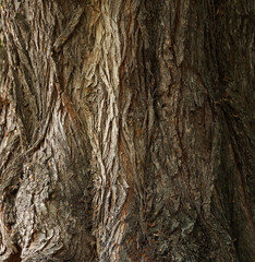 Texture background of an old oak tree closeup.