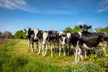 Fototapeta na wymiar Troupeau de jeune vache laitière noir et blanche dans la campagne en pleine nature.