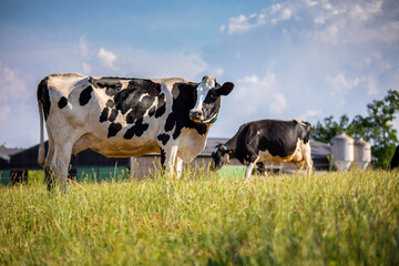 Troupeau de vache laiti&egrave;re devant une ferme en train de brouter l'herbe verte.