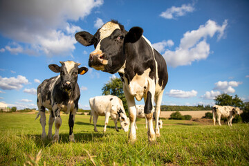 Troupeau de vache laitière dans la campagne au printemps.