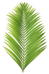 Tropical green leaf of palm tree on transparent background png file