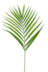 Tropical green leaf of palm tree on transparent background png file