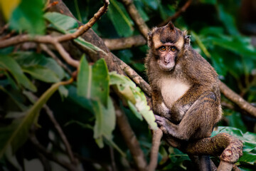 monkey