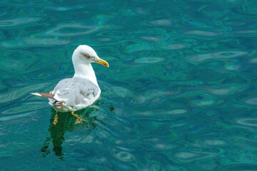 European seagull floating on Adriatic sea water in Kvarner gulf