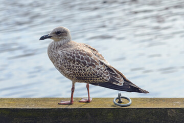 European herring gull (Larus argentatus) at the Nissan riverbank in Halmstad, Sweden.