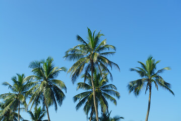 Fototapeta na wymiar Tall palm trees in the blue sky