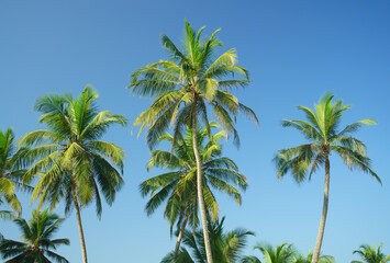 Fototapeta na wymiar Green palms with coconuts on sky background