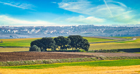 Fototapeta premium Landscape with cultivated fields and a group of trees in the foreground and the buildings of Arroyomolinos, Madrid (Spain) in the background.