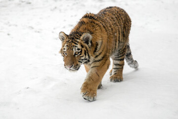 Siberian tiger cub stalking her prey in the snow blizzard. Young ussurian tiger walking in frosty winds of the winter taiga. Freezing scene of tiger amur cub in wild nature of Russian Far East.
