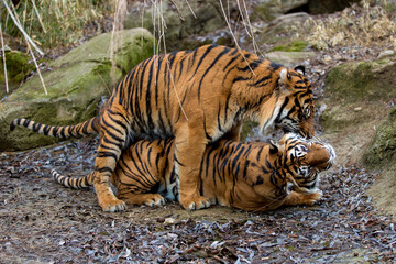 Pair of Sumatran tigers mating in dry lake. Male and female Sumatran tiger in breeding season in nature on the background of rocks. Panthera tigris sondaica lives in the Indonesian island of Sumatra